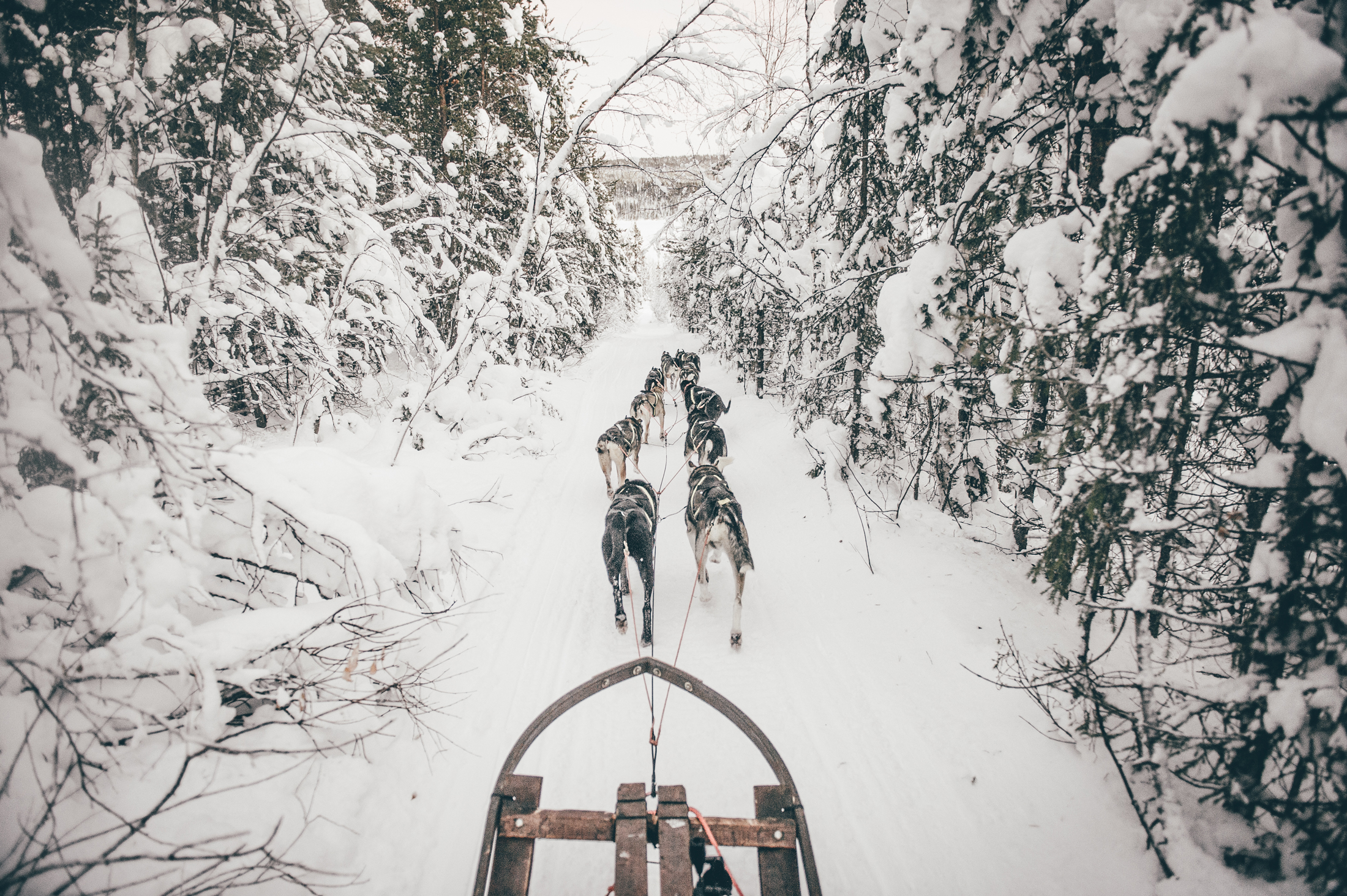 Husky dog sledding in Sweden See our offers ICEHOTEL