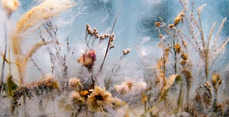 Pressed flowers between ice