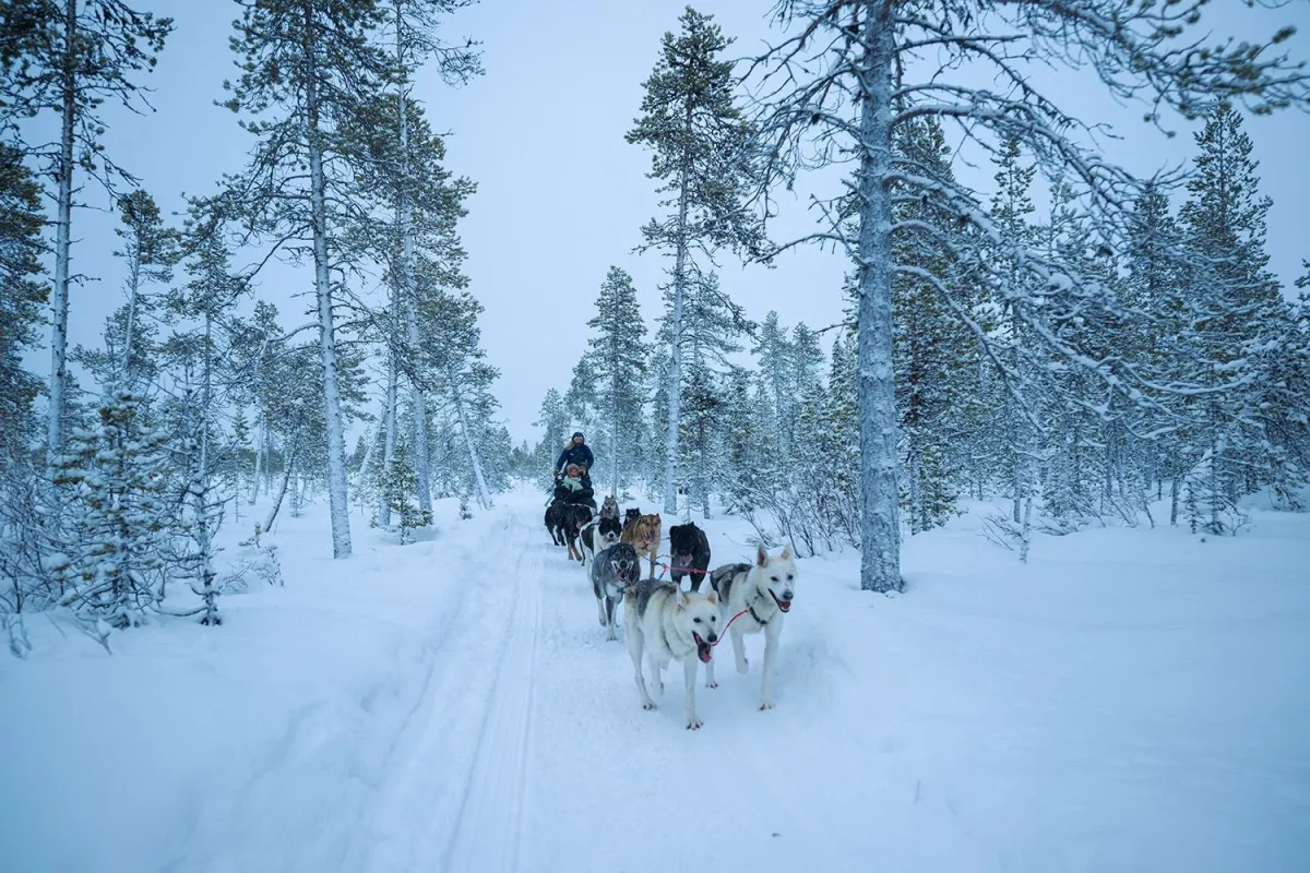 Dog sledding