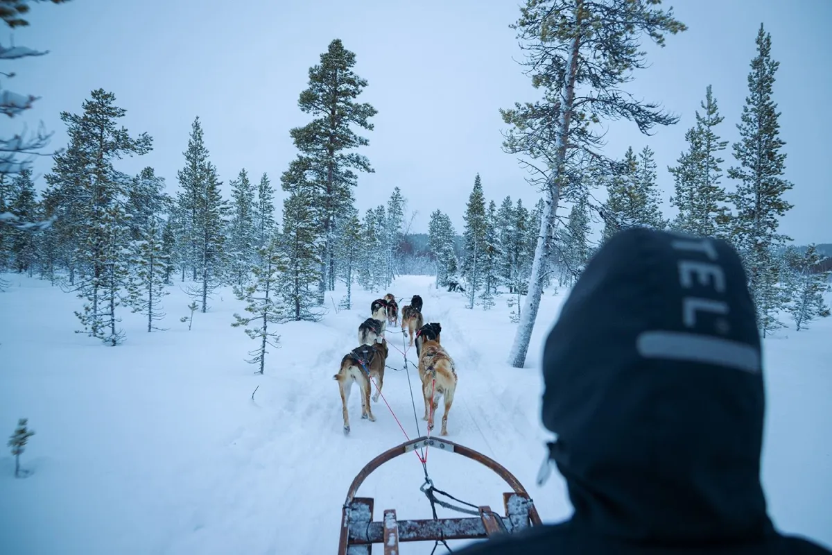 Dog sledding