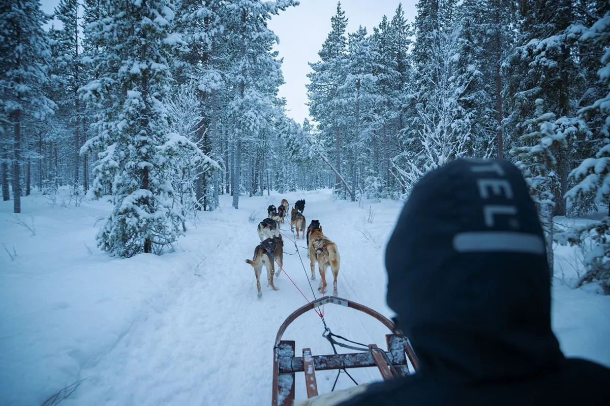 Dog sledding