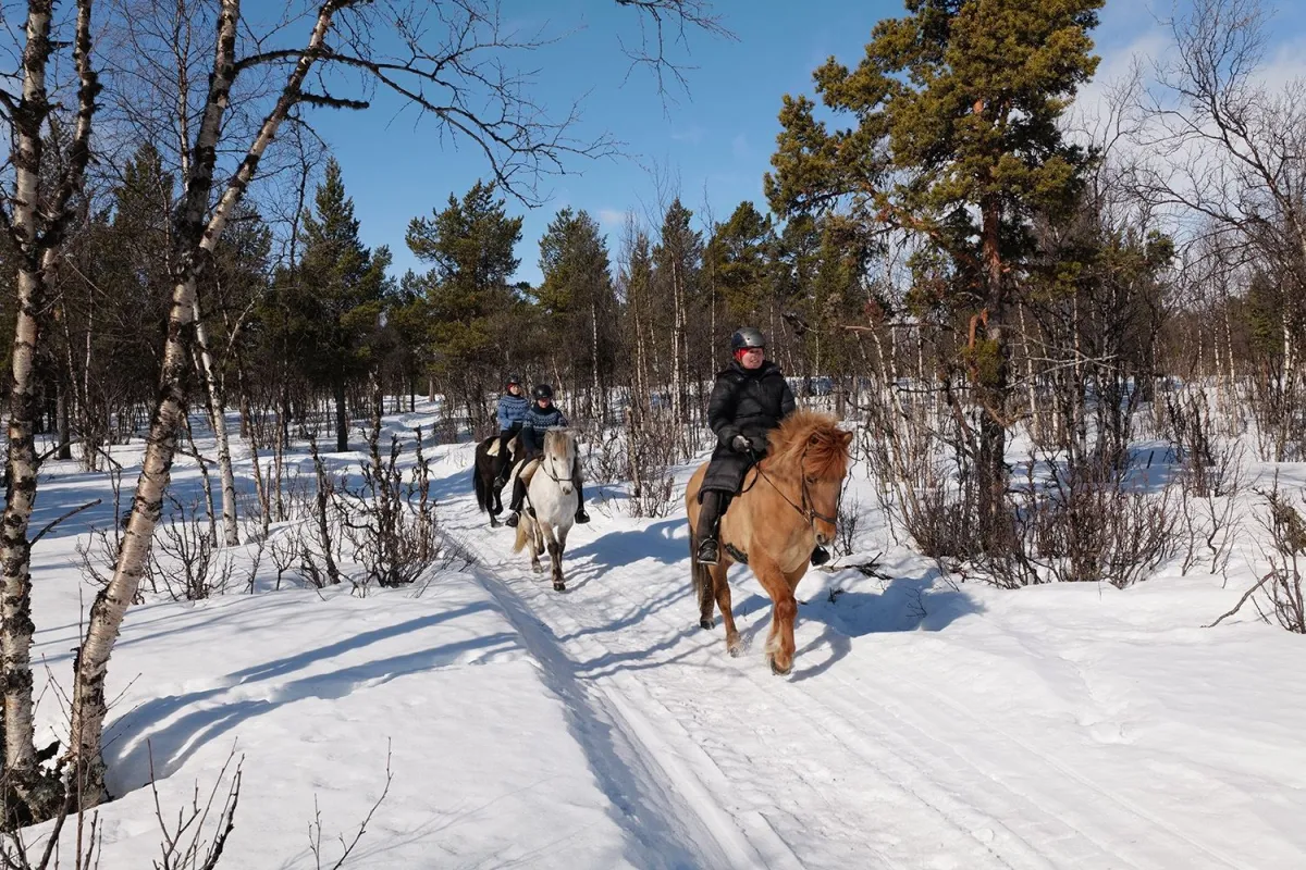 horses and riders in the winter landscape