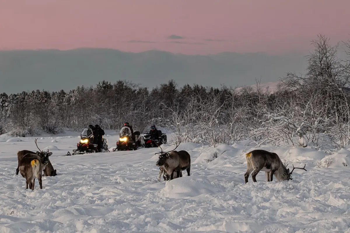 Reindeer and snowmobiles 