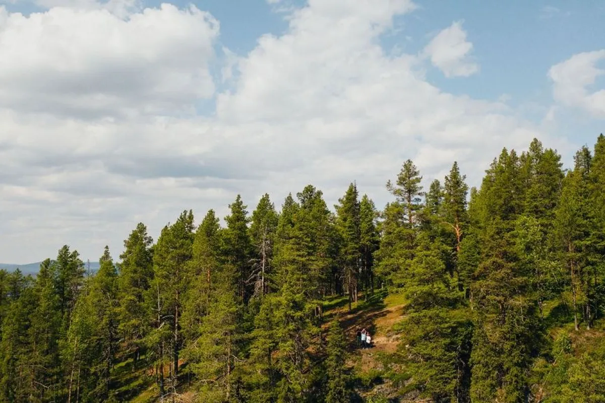Drone shot of the forest