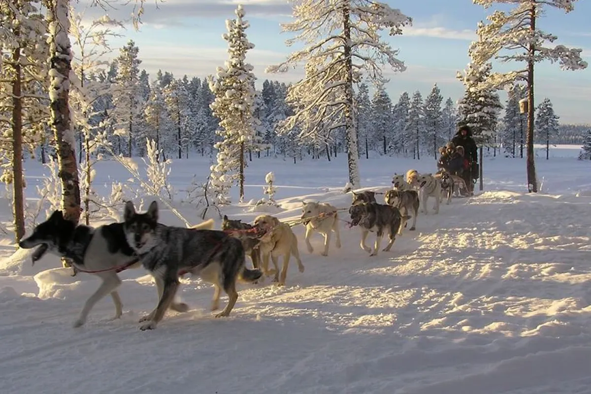 Dog Sledding Lunch Tour – Passenger