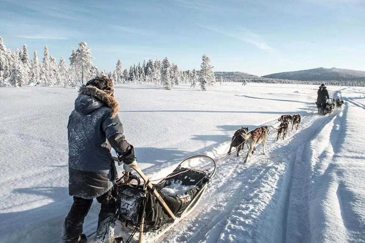 Hundspannstur med lunch – förare