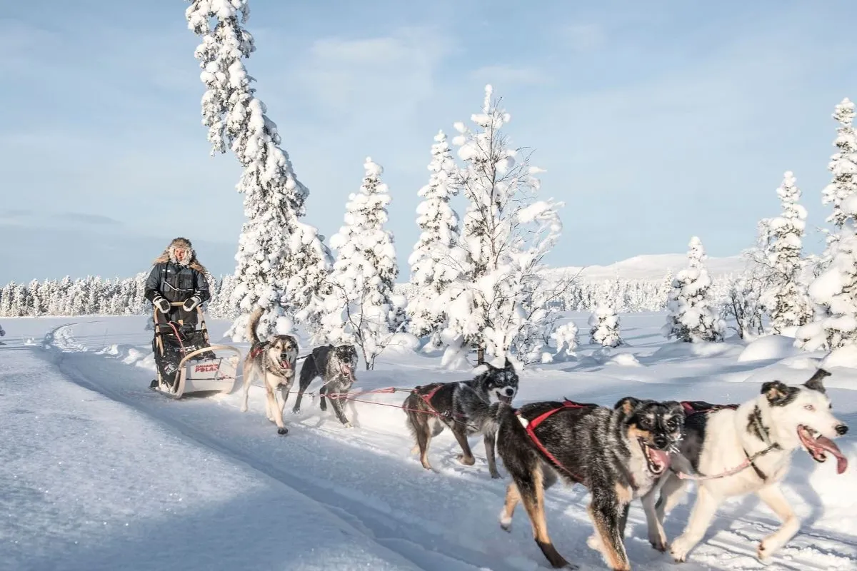 Det ultimata hundspannsäventyret med övernattning