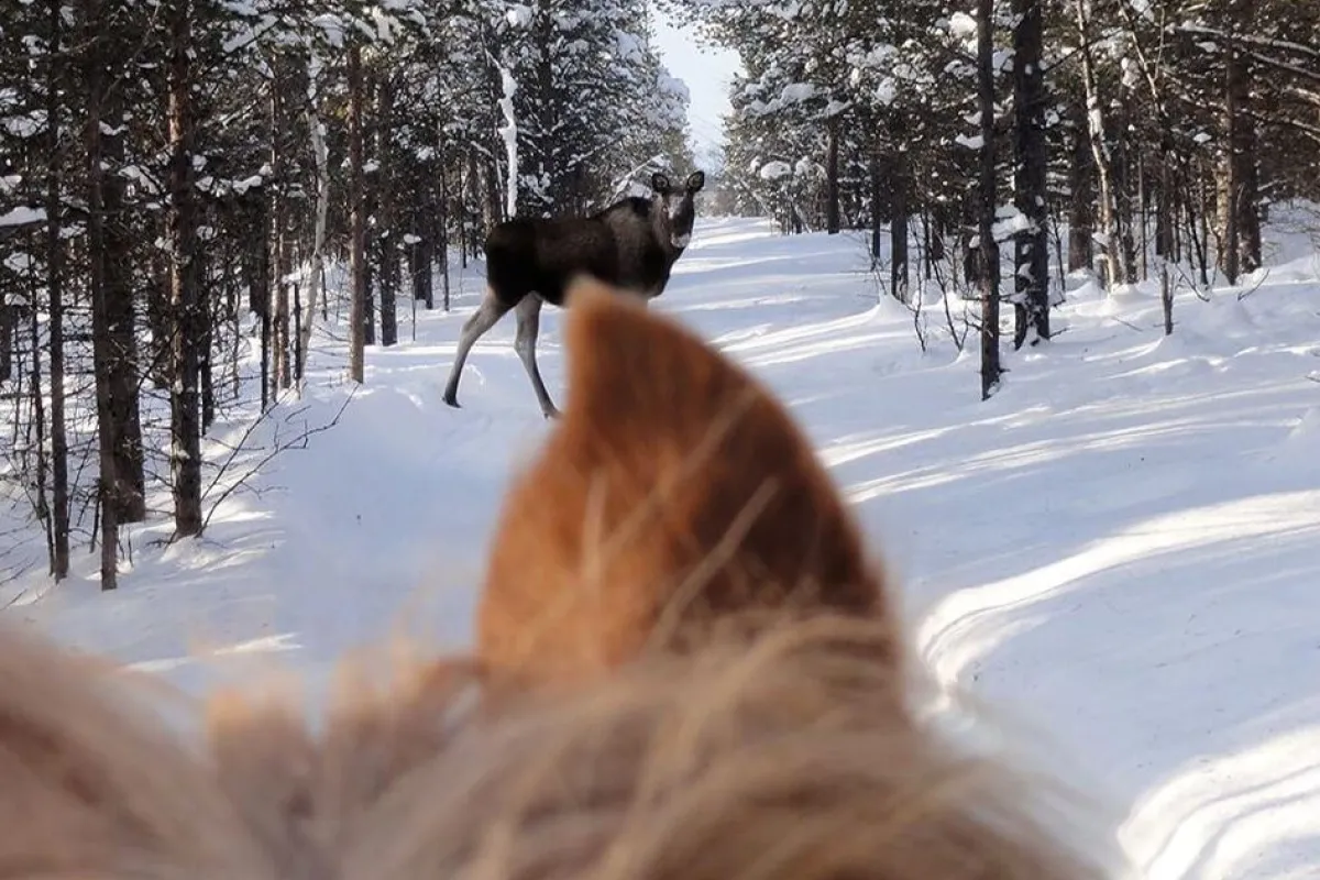 Moose safari on horseback