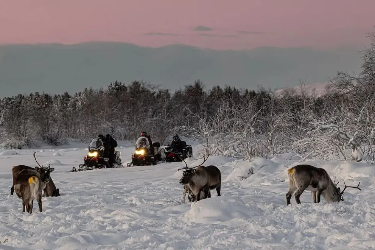 Arctic wildlife safari with snowmobile