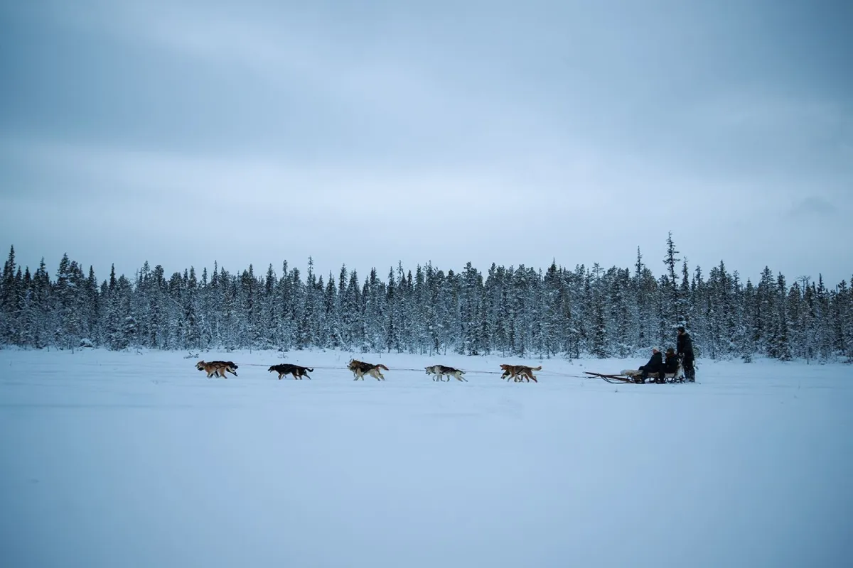 Icehotel dogsledding
