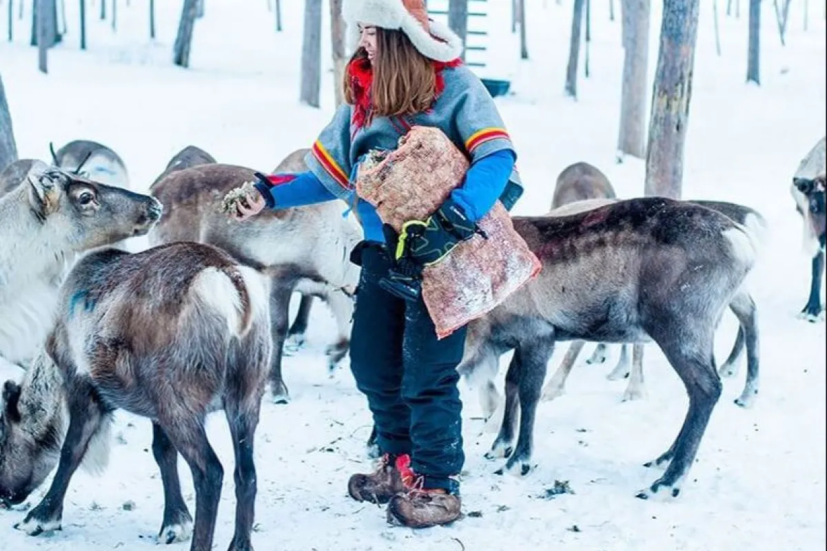 Ráidu – Meet the reindeer