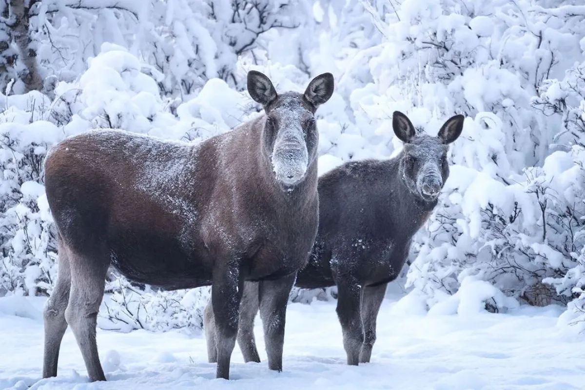 Wildlife and Nature Photo