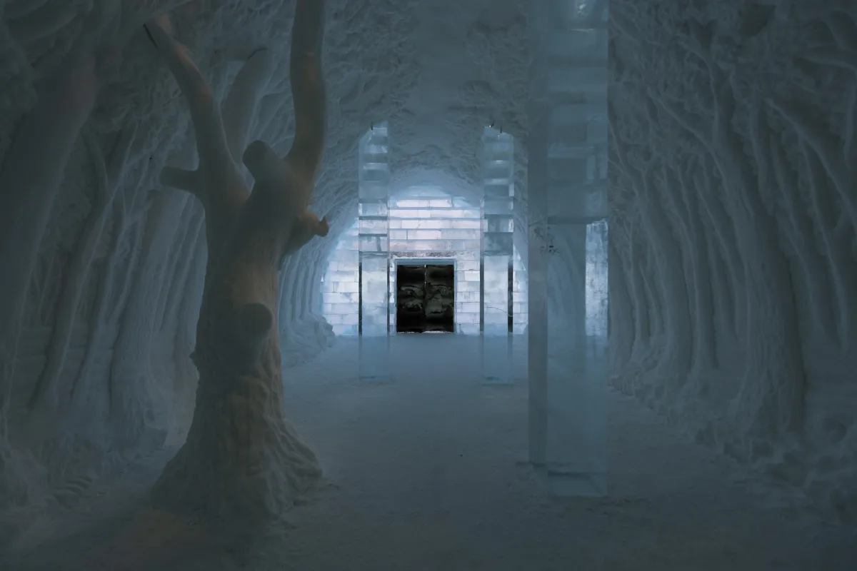 Main Hall Cathedral Grove by Dawn Detarando & Brian McArthur