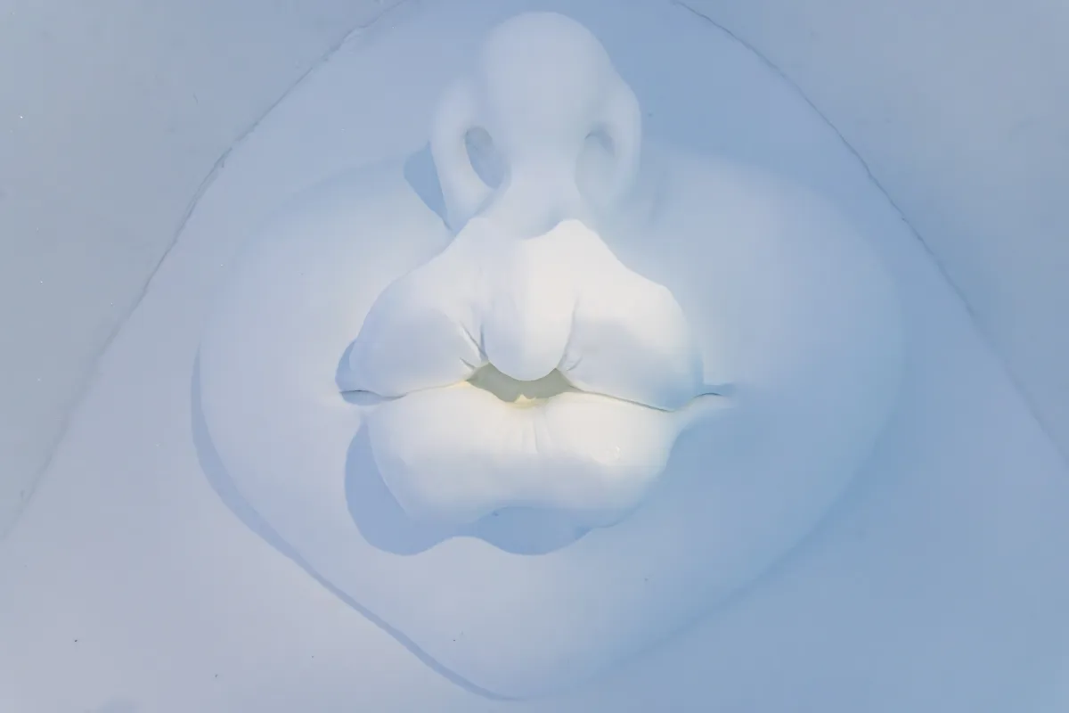 Art Suite Soap Bubbles by Coralie Quincey & Peter Hobbs