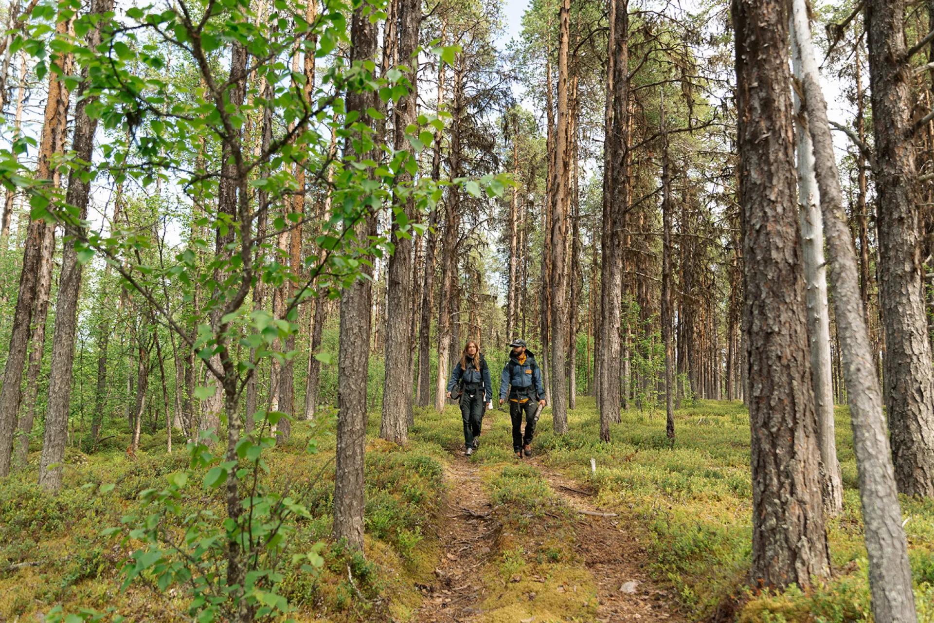 Forest walk