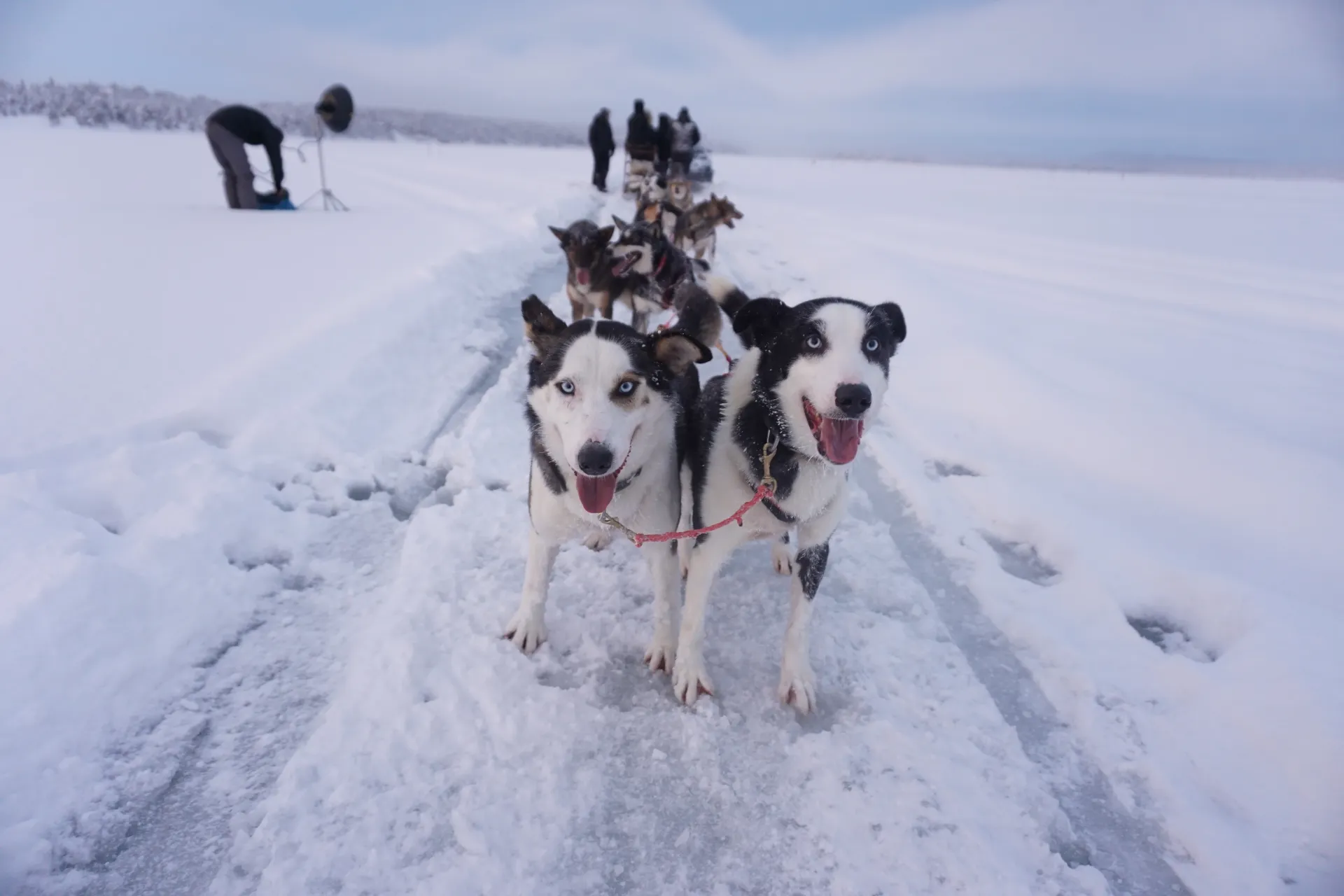 sled dogs in snowy landscape