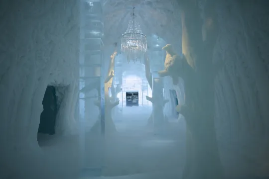 Main Hall Cathedral Grove by Dawn Detarando & Brian McArthur